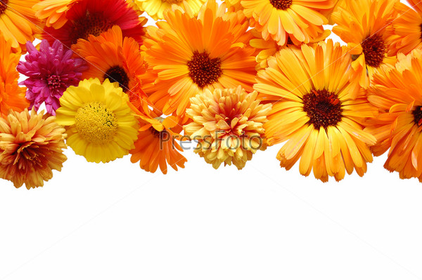Beautiful border from fresh flowers on a white background