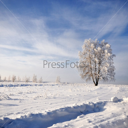 one tree in beautiful winter landscape under sky