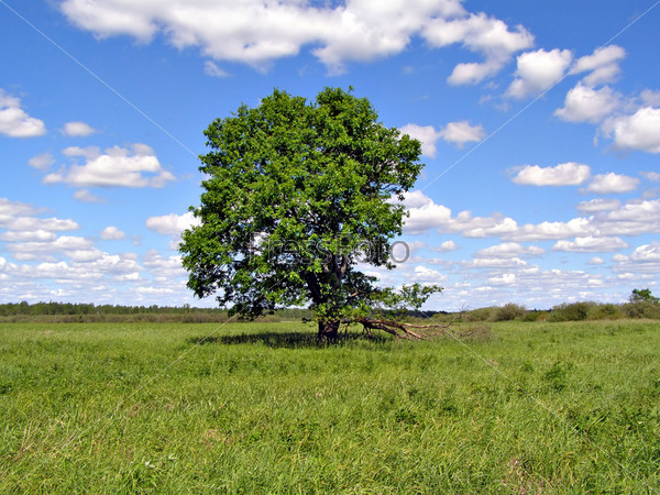 small oak on green field