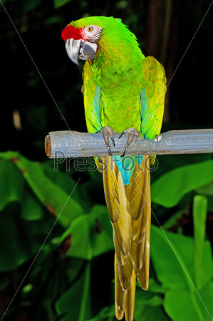 Colourful parrot bird sitting on the perch