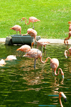 Розовые фламинго в воде