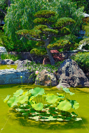Beautiful garden with pond