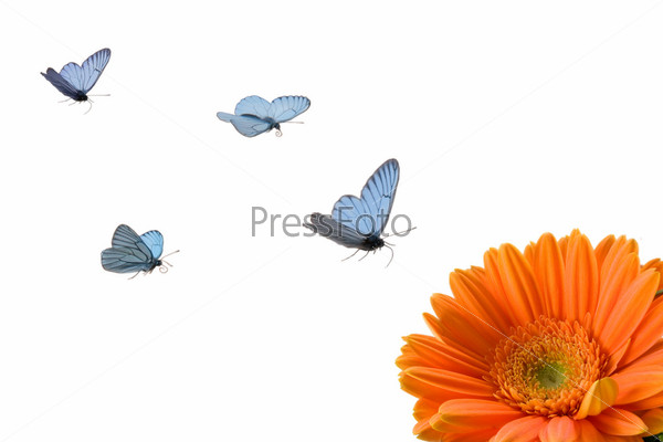 Azure butterflies fly to orange flower