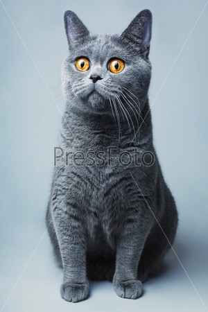 Beautifu funnyl home gray British cat with yellow eyes
