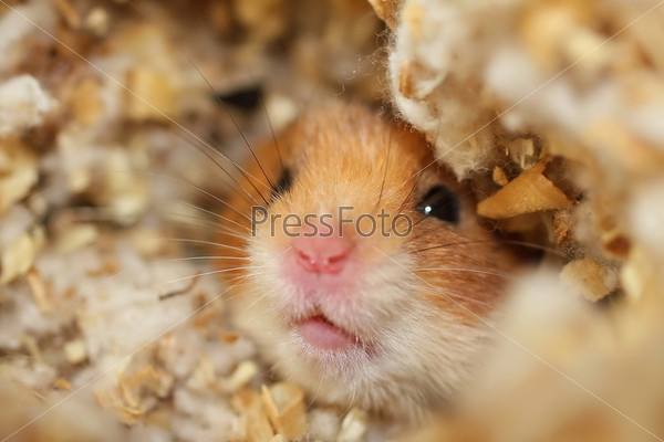 Close-up image of a curious hamster on neutral background, stock photo