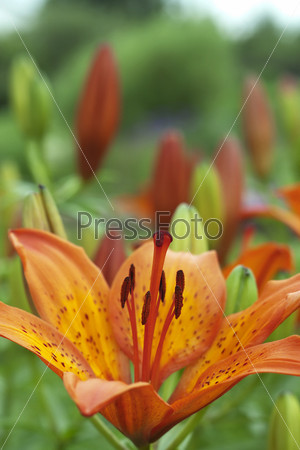 Tiger Lily macro close up in wild nature