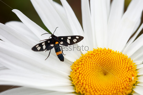 Black butterfly on a flower garden daisy, stock photo