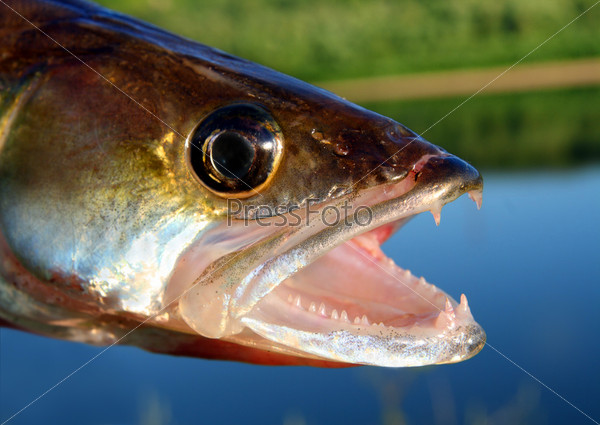 zander fish head with open mouth close-up