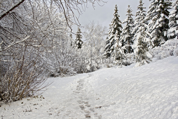 Footpath in winter forest . Walk