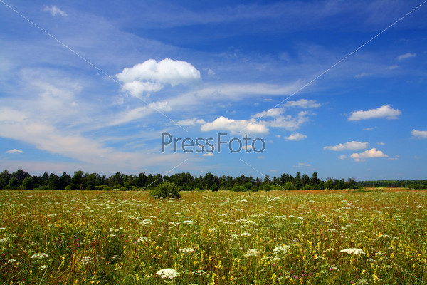 summer field landscape in Russia