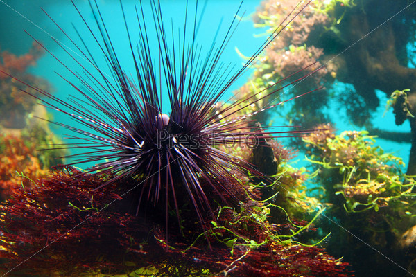 sea-urchin underwater between aquatic plants in aquarium