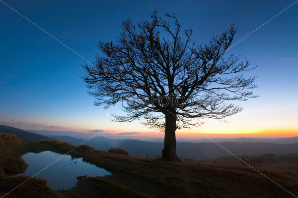 Одинокое осеннее дерево ночью на вершине холма