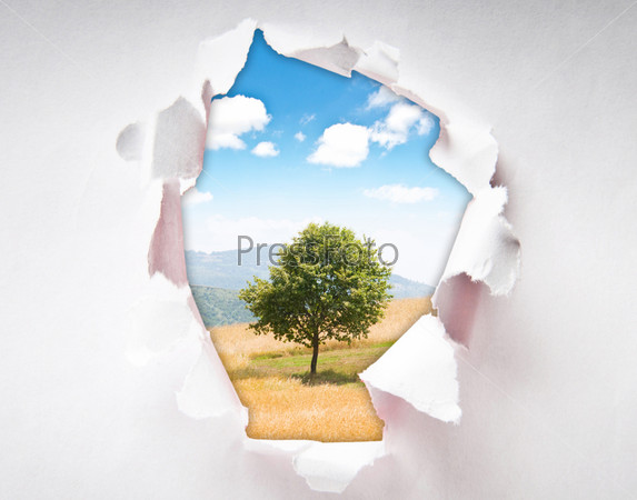 Lonely tree through hole in paper