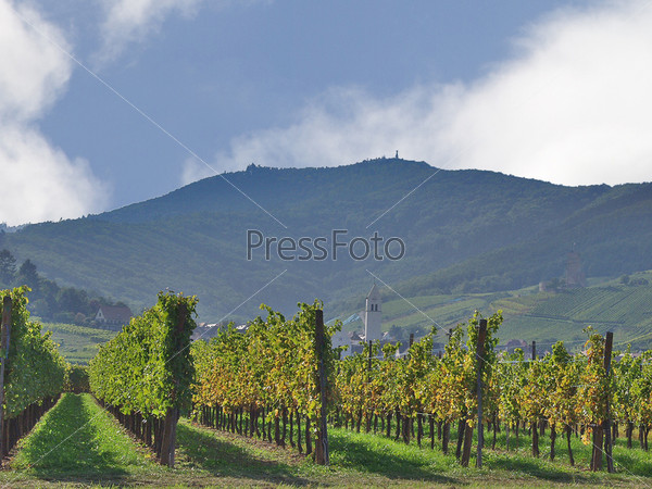 The vineyards of Alsace. France. Expensive wine