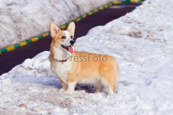 Dog breed Welsh Corgi Pembroke on snow