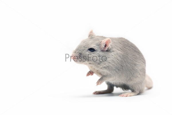 Nice gray mouse standing on white background