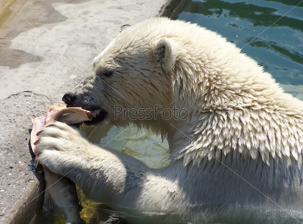 Polar bear hunting for a fish in the water.