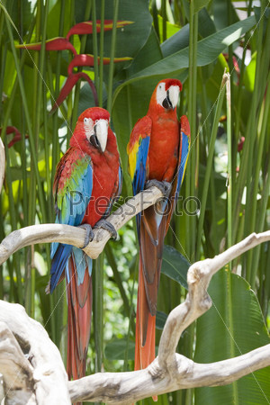 A bright red macaw parrot, sitting on a