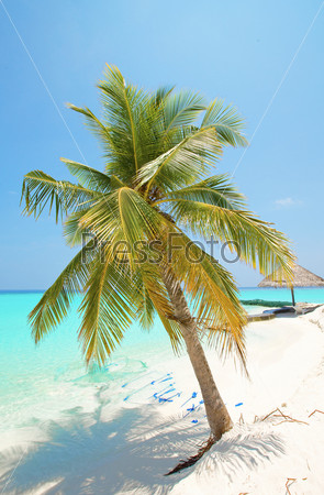 Maldives.  Palm tree bent above waters of ocean.