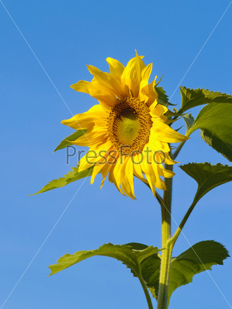 The Flower of sunflower on background of blue sky