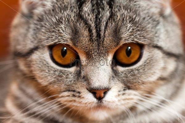Feline animal pet british domestic cat looking eye, stock photo