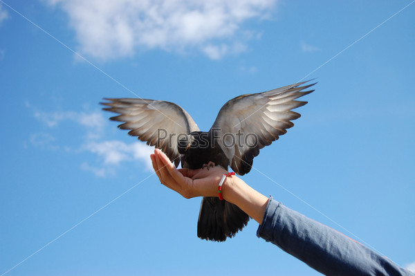 Птица на руке