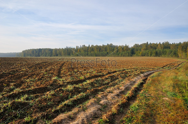 Farming field near forest at sunny morning, stock photo