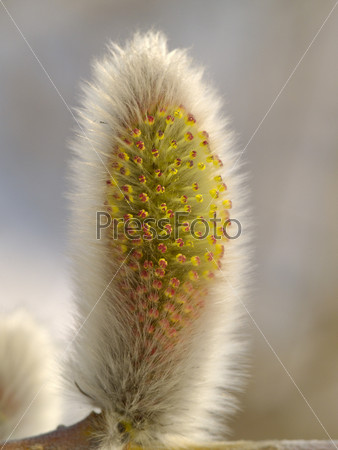 Signs of spring a willow flower largely, stock photo