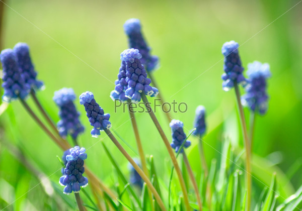 Растущие синие цветы