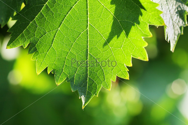 Grapevine leaf detail, macro photo. Shallow DOF.