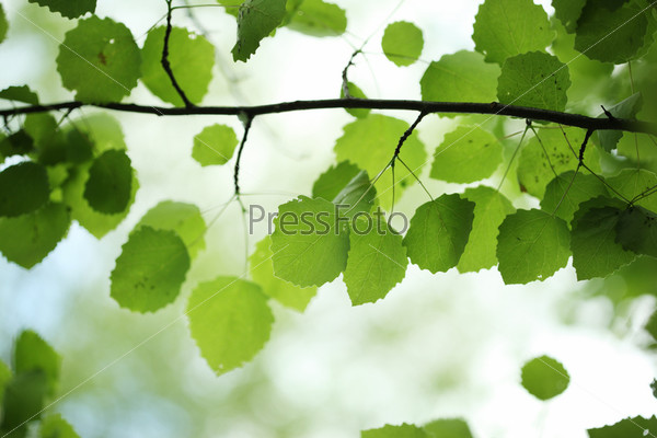 Beautiful green birch leaves over blurred background. Shallow DOF.
