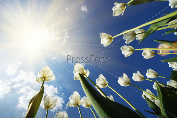 White tulips flowers growing over blue sky background. Wide angle view.