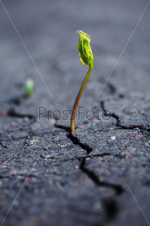 Зеленый росток на грубой сухой почве