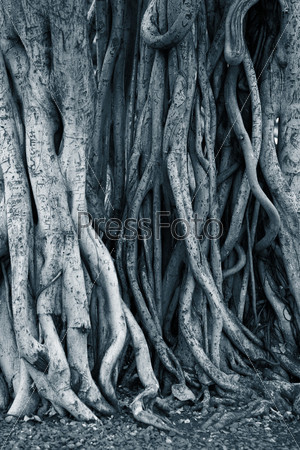 Dark background of tree roots. Shallow DOF.