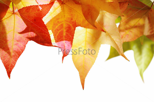 Красные и желтые осенние листья