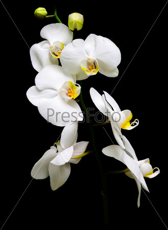 Orchid Phalaenopsis. Flowers white orchids on a black background, stock photo