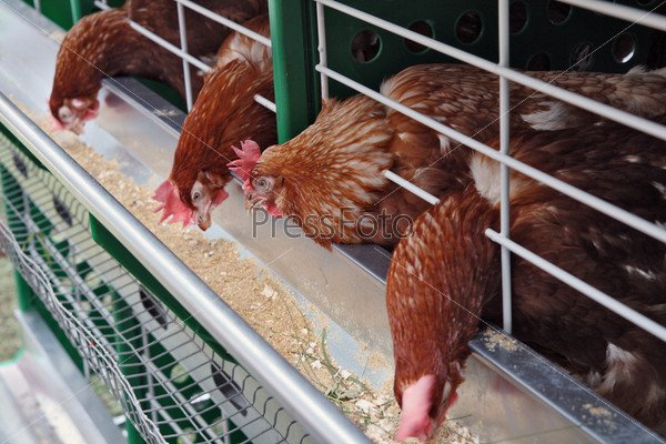 Hens in a cell at a feeding trough