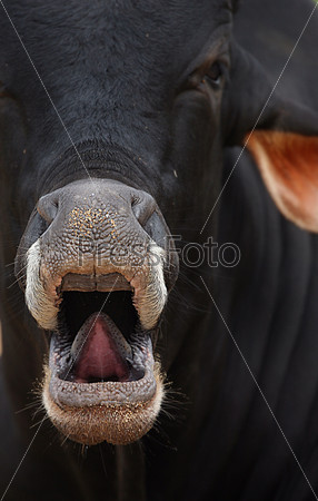 Огромный черный бык смотрит прямо, открыв рот и показывая язык
