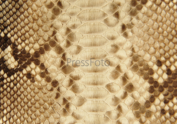 Snake leather skin natural luxury texture