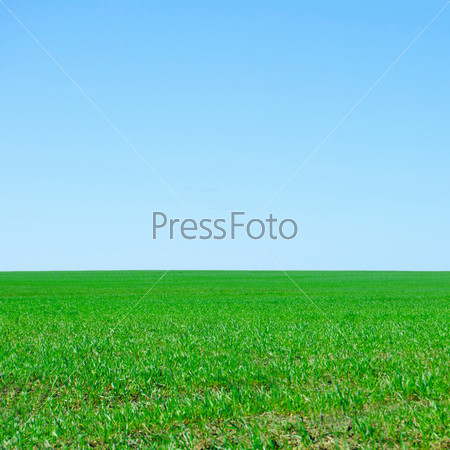 Летний пейзаж с зеленой травой и голубым небом