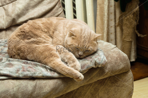 Кошка шотландской породы спит на диване