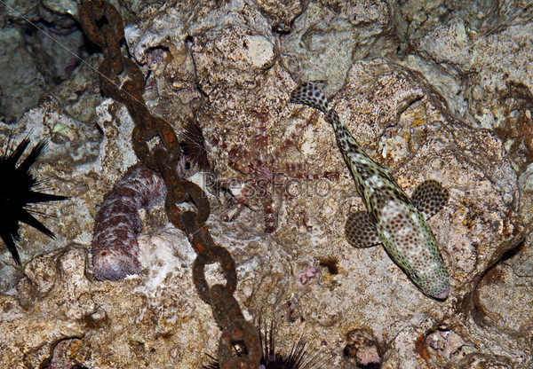 Graeffe\'s sea cucumber and Greasy grouper. Night reef inhabitants of the Red Sea.