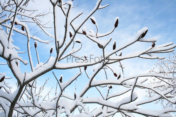 Ветки дерева в снегу