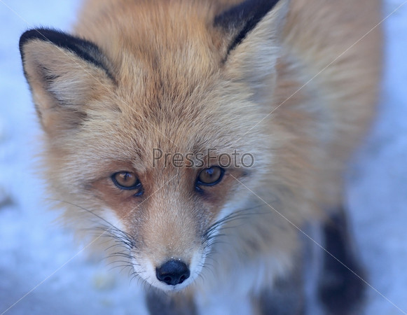 Red fox. An animal is in a cage. Zoo.