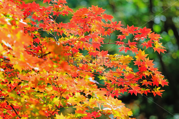 Autumn landscape. The beginning of autumn. Leaves of the trees in the forest is beautiful painted in bright colors.