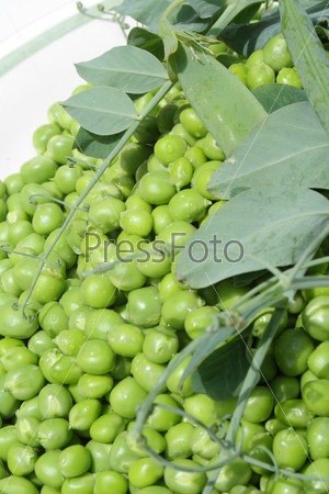 green peas with plant and with water sprayed on