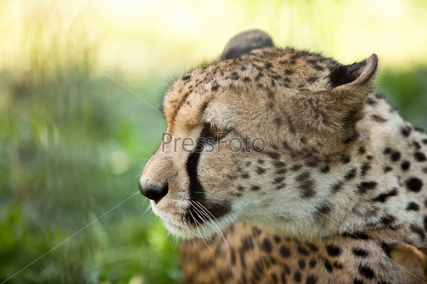 cheetah head side close up portrait