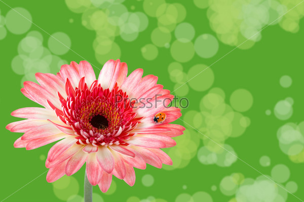 Ladybird on a pink flower on the soft green background