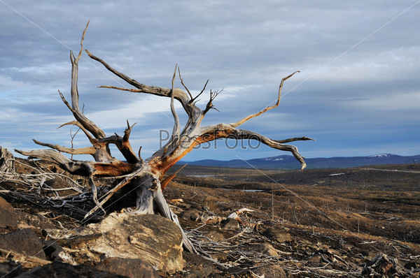 Dead tree. Consequences of adverse ecological conditions.