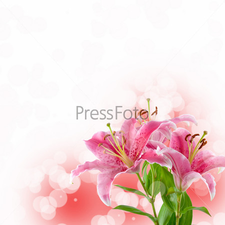 Beautiful  lily on a pink and white background
